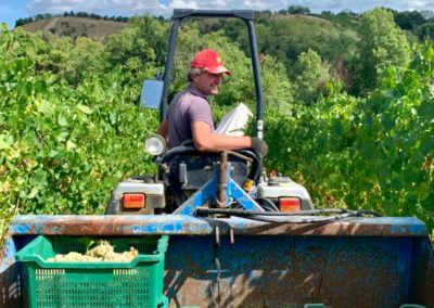 Grapes, vineyard Agriturismo Fortuna Verde