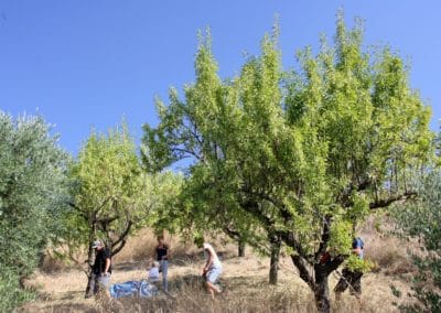 almond, fruit, vineyard, olive oil Agriturismo Fortuna Verde